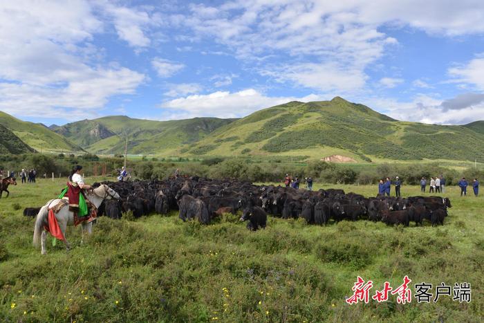 【甘快看】把科技论文写在高原牧区——中国农科院兰州牧药所科技创新服务牦牛产业发展