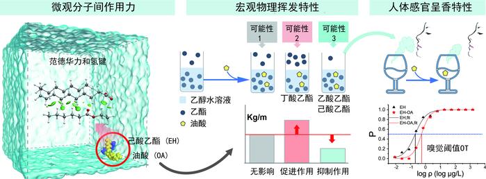 解密白酒风味：长链脂肪酸通过分子互作对风味产生不可忽视的影响