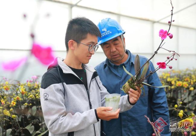 共守“花事” 云南江川供电局保障智能温室大棚24小时不断电