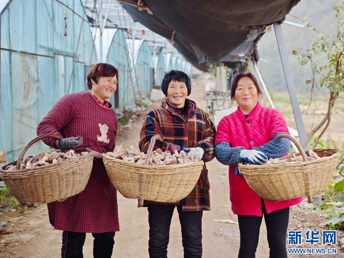 河南镇平：香菇丰产采摘忙-新华网河南频道