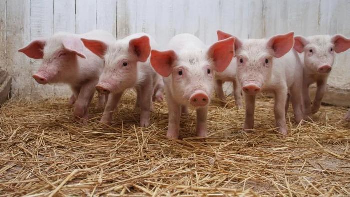 养殖‖分析人士：2024年猪肉“上半年增量、下半年减量”，猪价“先跌后涨、同比好转”