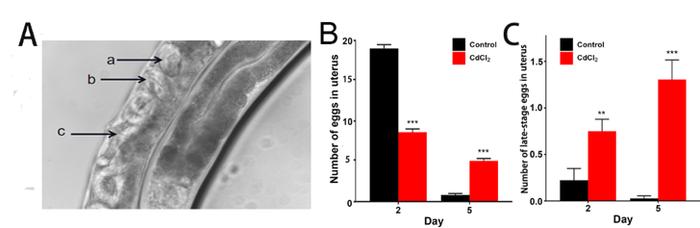 ECOTOX ENVIRON SAFE | 刘楠教授团队采用秀丽隐杆线虫模型揭示环境重金属镉诱导的生殖毒性与卵发生过程