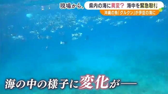 静冈县伊东市潜水员称海域近年来有变化（日本电视台“静冈放送”）