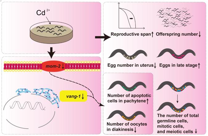 ECOTOX ENVIRON SAFE | 刘楠教授团队采用秀丽隐杆线虫模型揭示环境重金属镉诱导的生殖毒性与卵发生过程