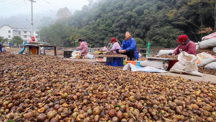 休宁县鹤城乡：油茶籽丰收 村民喜乐剥