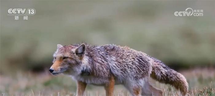 我国部分珍稀野生动物受威胁等级降低 反映生态保护取得成效