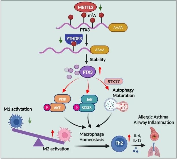 Nature子刊｜复旦大学周玉峰/钱莉玲/韩晓：揭示m6A修饰在过敏性哮喘气道炎症中调控巨噬细胞稳态的新机制