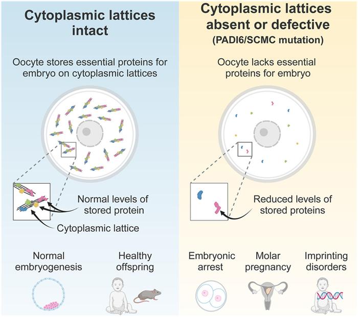 Cell | 揭示哺乳动物卵细胞储存早期胚胎发育所需的蛋白机制
