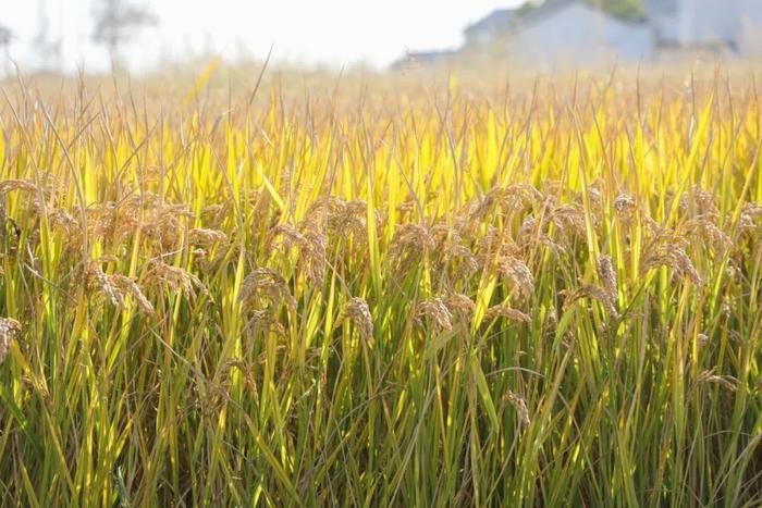 咱们奉贤人自己培育的水稻丰收啦！这款大米你吃过吗？