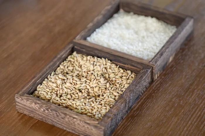 咱们奉贤人自己培育的水稻丰收啦！这款大米你吃过吗？