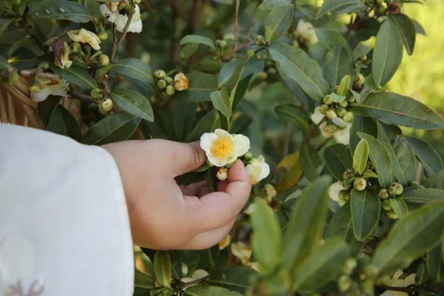 赏花摘花、烘焙冲泡、制作纯露……金山这片茶园飘来花香、趣味多多