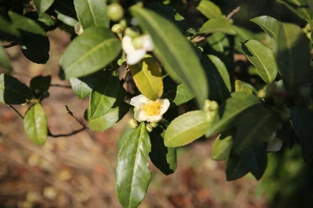 赏花摘花、烘焙冲泡、制作纯露……金山这片茶园飘来花香、趣味多多