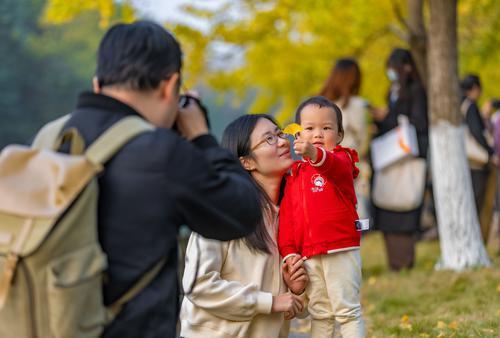 银杏黄了！成都银杏即将迎来最佳观赏期