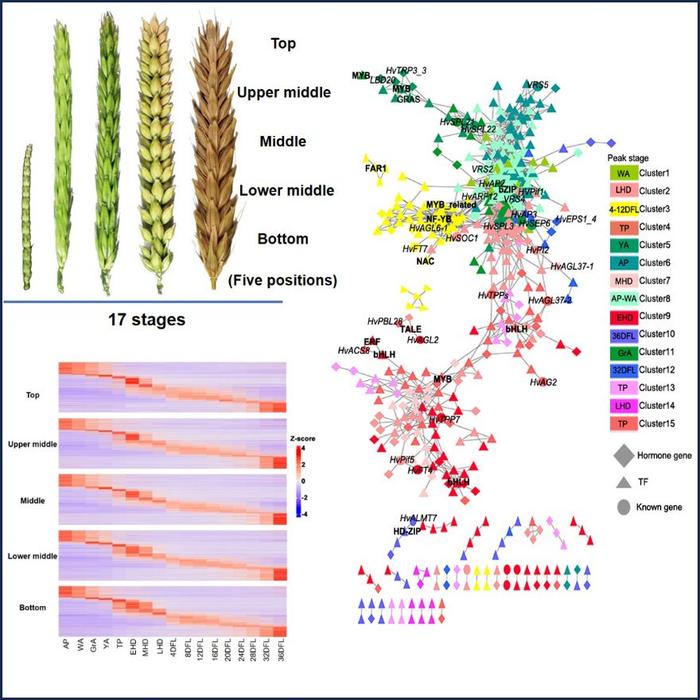 我国科研人员揭示穗发育的关键调控因子及网络