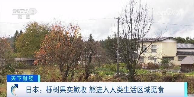 日本多地熊出没，已有180人被袭击，防熊喷雾卖断货！什么情况？