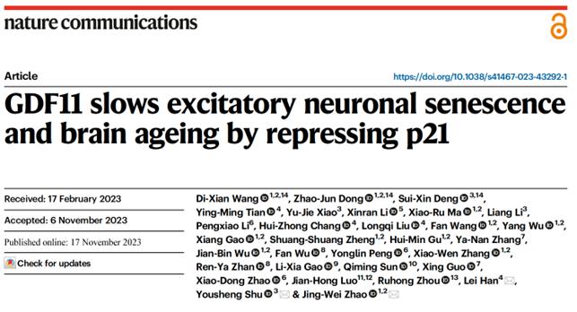 Nature子刊 |赵经纬/舒友生/韩磊团队合作揭示GDF11抑制p21延缓兴奋性神经元衰老和改善认知老年化并延长寿命的新机制