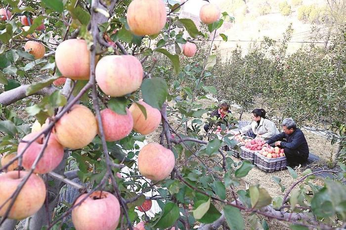 图为果农在种植基地分拣苹果