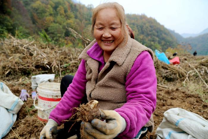 陕西留坝：土里刨出“金疙瘩” 构筑振兴新格局