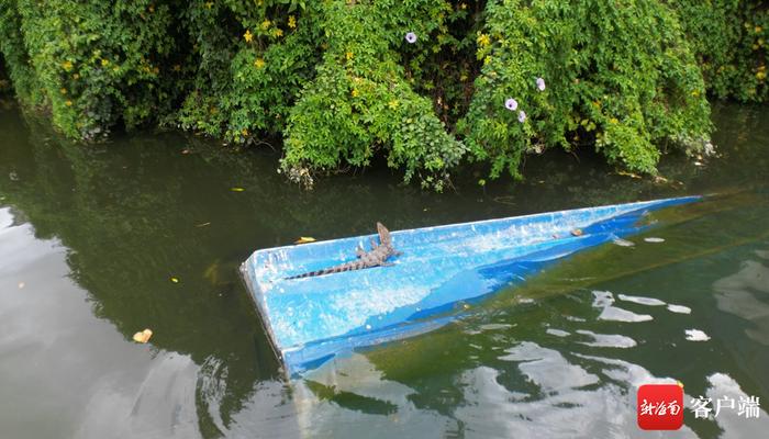 海口红城湖中鳄鱼系暹罗鳄幼体 相关部门组织专业力量展开抓捕