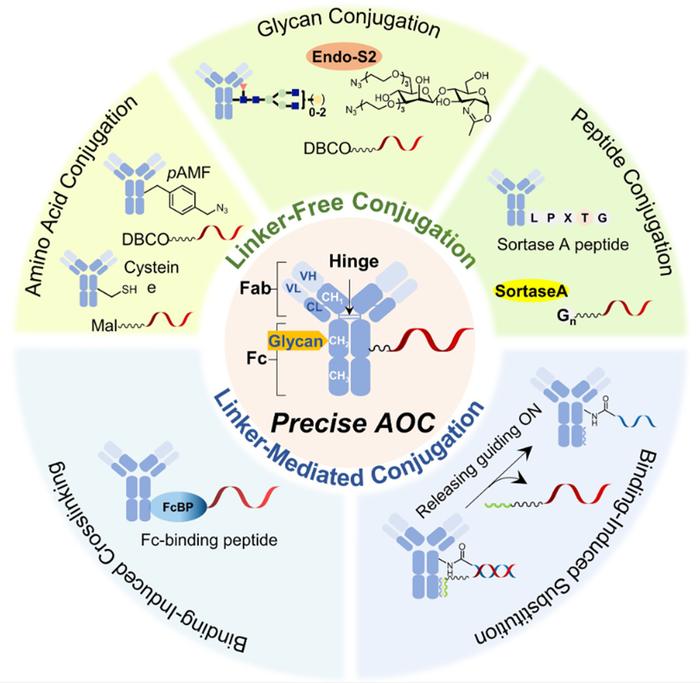 抗体寡核苷酸偶联药物（AOC）的精确控制偶联方法