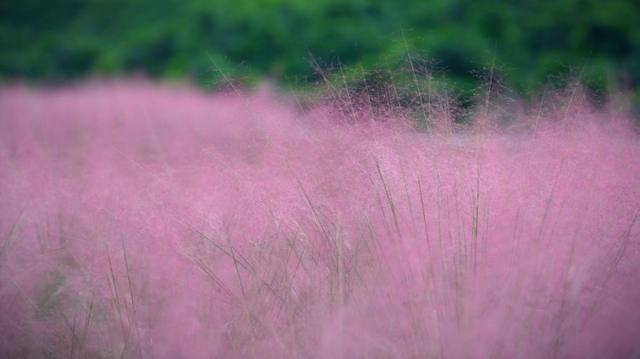 美丽重庆“花名册”丨粉黛：如梦似幻 唤醒你的少女心