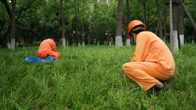 静安这八座公园有草坪可以“踩一踩”！“踩”与“不踩”的草坪有何不同