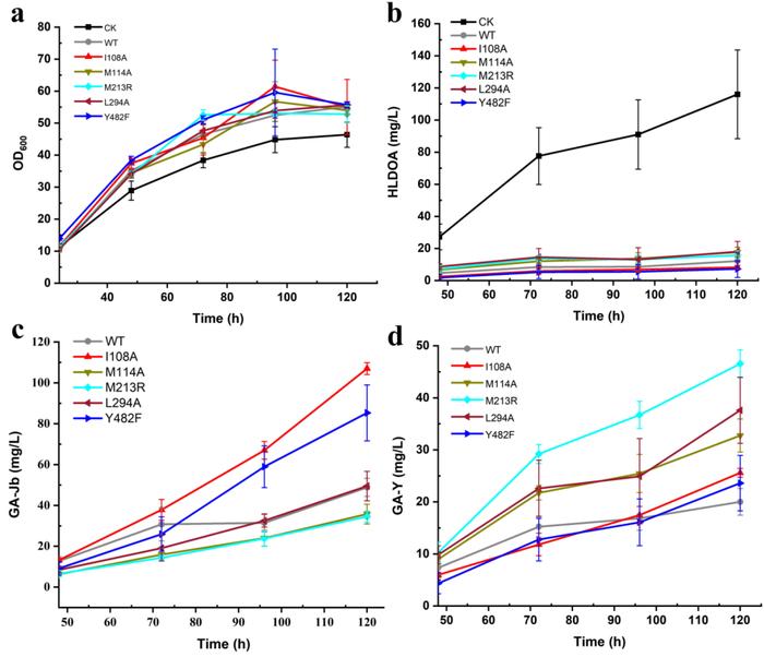 ACS Catalysis | 上海交大微生物代谢国家重点实验室团队揭示膜锚定P450高效催化合成灵芝酸的机制