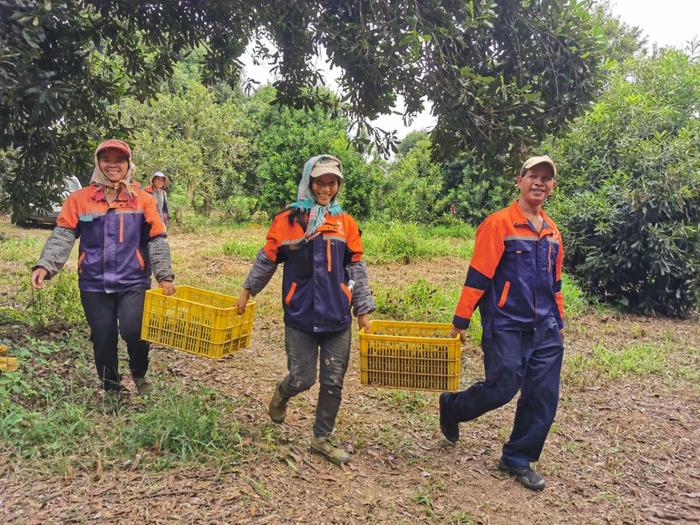 广西首个含有县级以上行政区划地名的集体商标“崇左坚果”成功注册