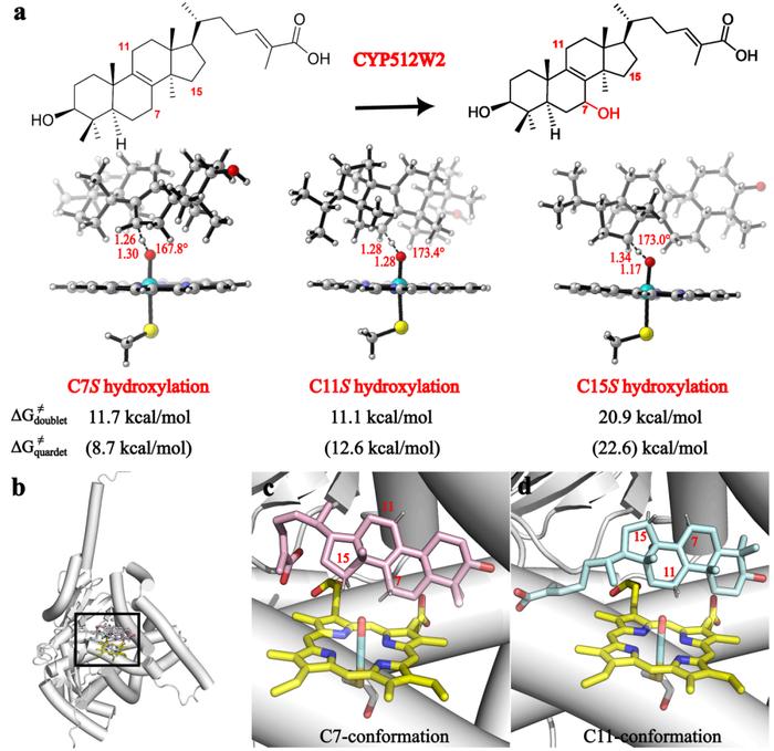 ACS Catalysis | 上海交大微生物代谢国家重点实验室团队揭示膜锚定P450高效催化合成灵芝酸的机制