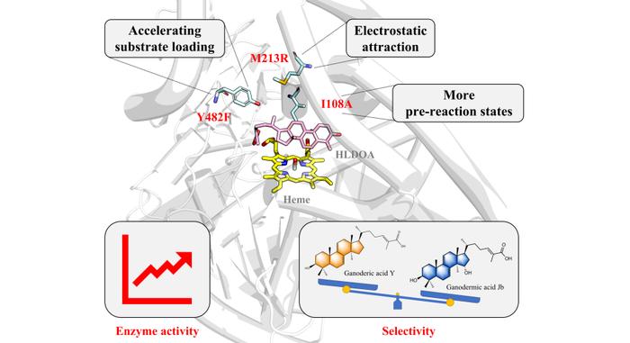 ACS Catalysis | 上海交大微生物代谢国家重点实验室团队揭示膜锚定P450高效催化合成灵芝酸的机制