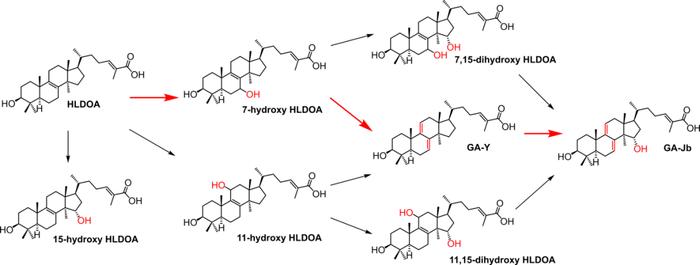 ACS Catalysis | 上海交大微生物代谢国家重点实验室团队揭示膜锚定P450高效催化合成灵芝酸的机制