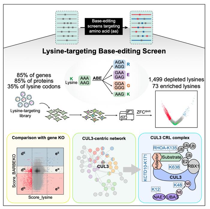 Mol Cell｜北京大学魏文胜团队实现人类蛋白质组中赖氨酸位点的功能解码