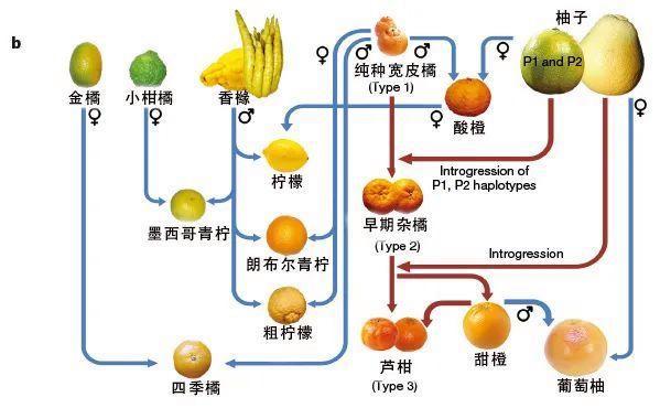 原来丑橘不是橘子！奇怪的知识又增加了……