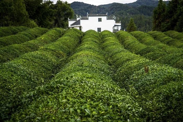 地道好酒 | 洞藏，在中央造山带的尽头