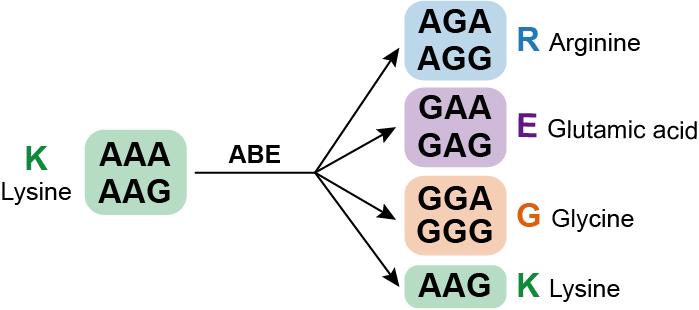 Mol Cell｜北京大学魏文胜团队实现人类蛋白质组中赖氨酸位点的功能解码