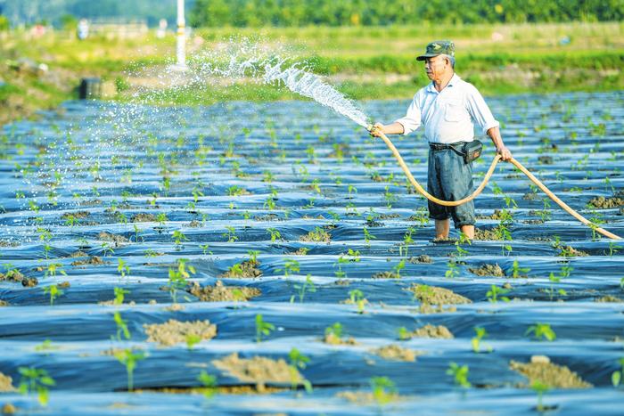 海口菜篮子大荒洋蔬菜种植基地计划种植冬季瓜菜1700亩