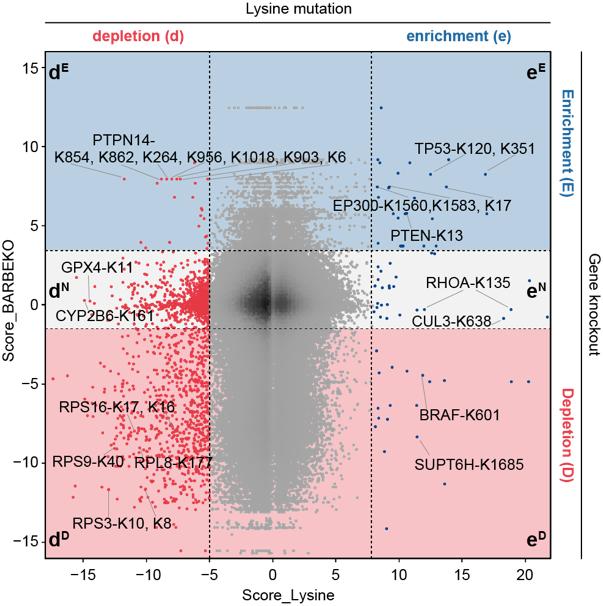 Mol Cell｜北京大学魏文胜团队实现人类蛋白质组中赖氨酸位点的功能解码