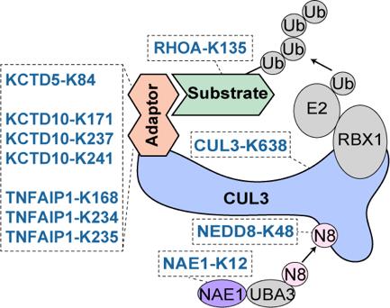 Mol Cell｜北京大学魏文胜团队实现人类蛋白质组中赖氨酸位点的功能解码