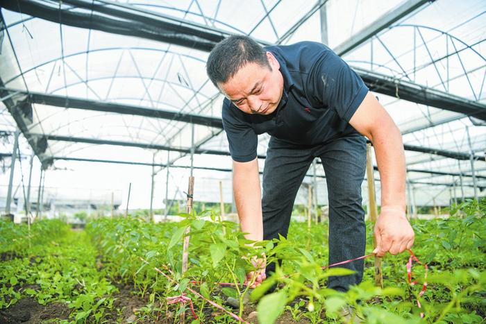 海口菜篮子大荒洋蔬菜种植基地计划种植冬季瓜菜1700亩