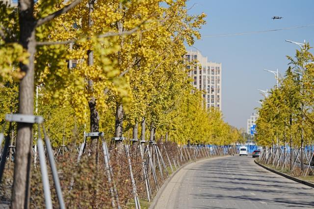 藏不住了！普陀这些枫叶步道、乌桕小道、银杏大道，都为你整理好了→