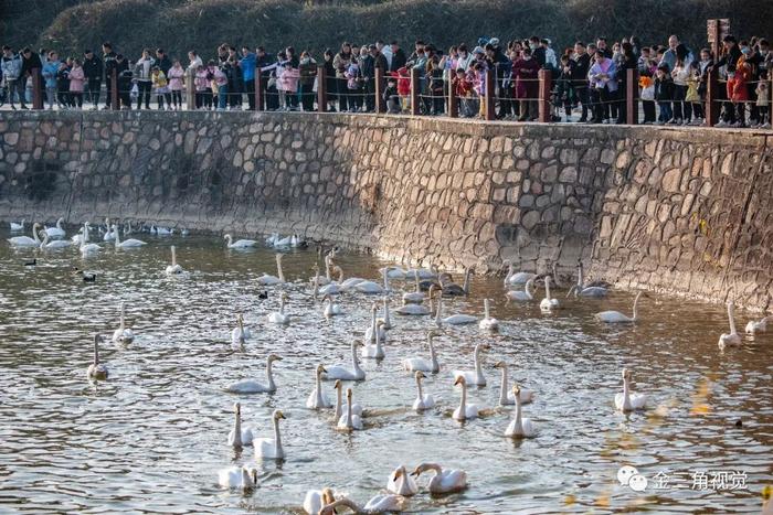 河南三门峡：冬季天鹅湖迎来旅游热