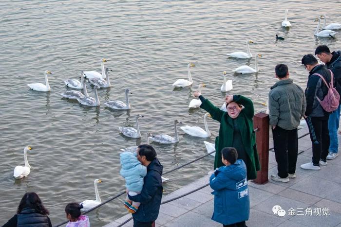 河南三门峡：冬季天鹅湖迎来旅游热