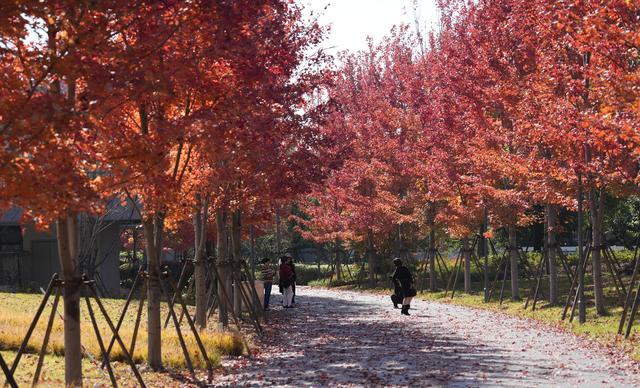 藏不住了！枫叶步道、乌桕小道、银杏大道，整理好了→