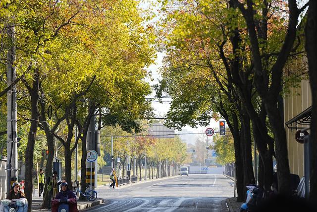 藏不住了！枫叶步道、乌桕小道、银杏大道，整理好了→