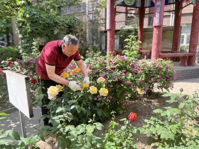 石景山区文明健康生活好市民：田宝来 全家齐上阵 投身绿色家园行动