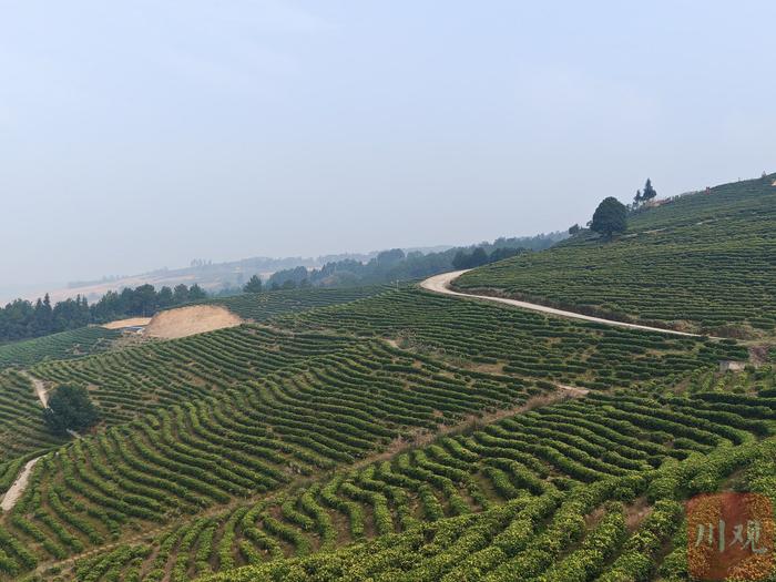 县域新气象丨这条路通了，广安最大白茶基地要“扩容”