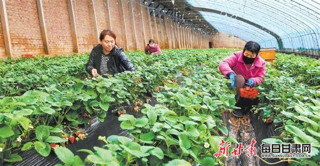 【图片新闻】庆阳市西峰区肖金镇设施蔬菜基地草莓陆续成熟上市