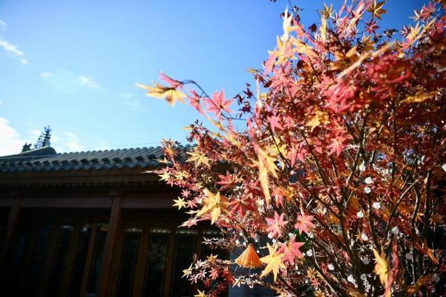 传统院落重现三进四合院格局 纯正意餐进驻模式口历史文化街区