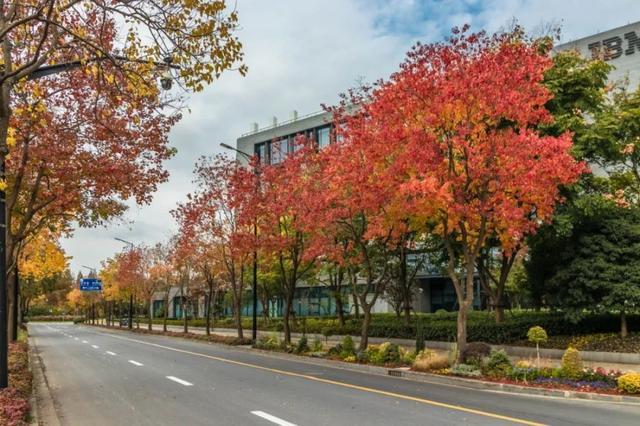 一年好景君须记，最是橙黄橘绿时！来看魔都赏秋必备地图→