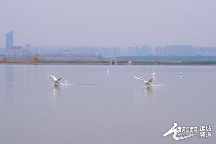 来平陆 赴一场天鹅之约